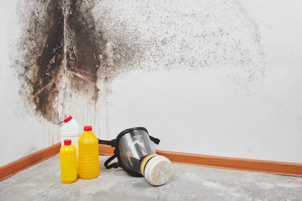 Best Professional Mold Removal  in Leesburg, VA