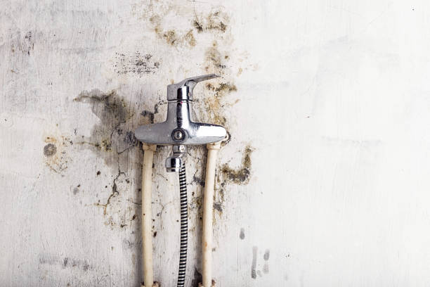 Professional Mold Removal in Leesburg, VA