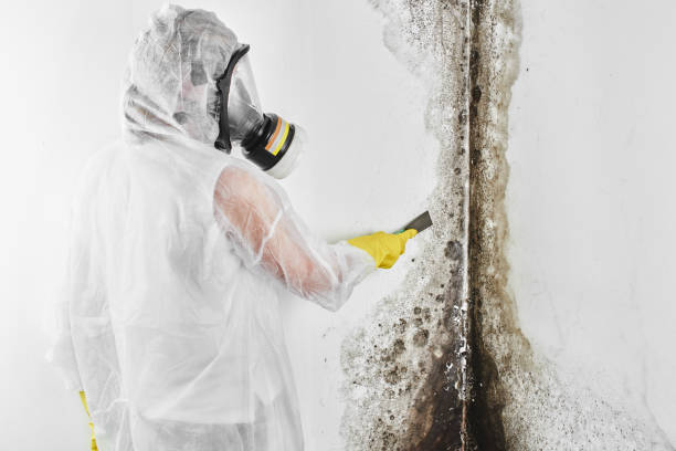 Best Toxic Mold Removal  in Leesburg, VA