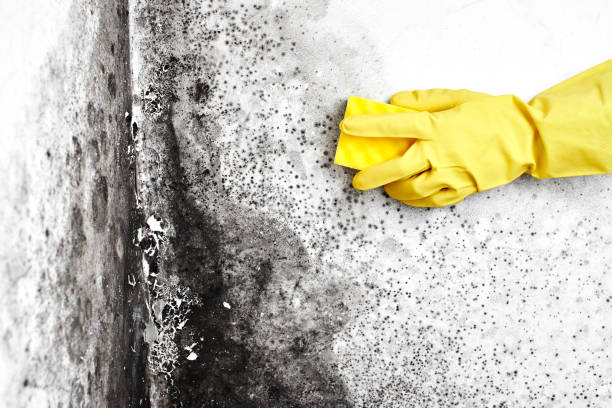 Best Best Mold Removal Companies  in Leesburg, VA