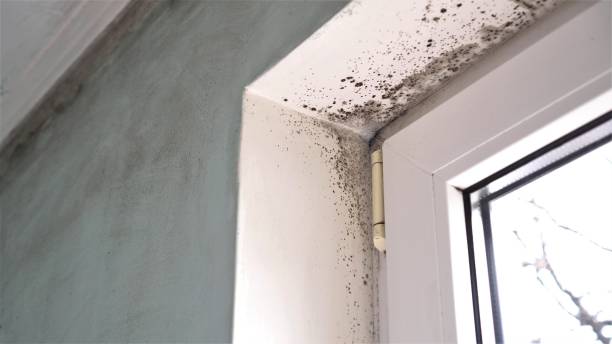 Mold Removal and Inspection in Leesburg, VA