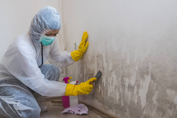 Best Attic Mold Removal  in Leesburg, VA