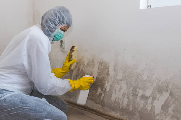 Best Commercial Mold Removal  in Leesburg, VA