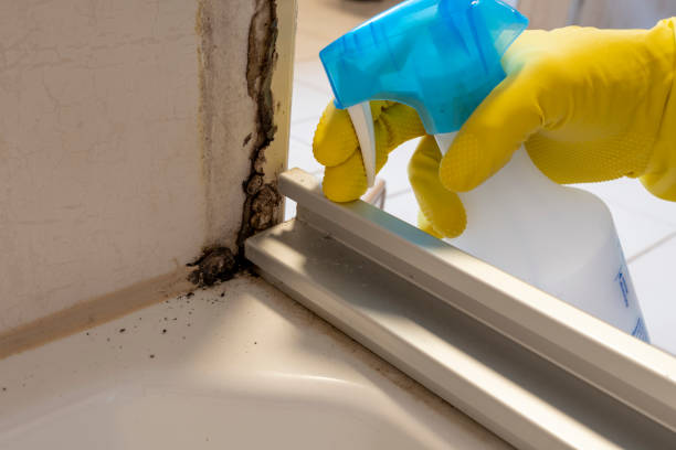 Best Attic Mold Removal  in Leesburg, VA