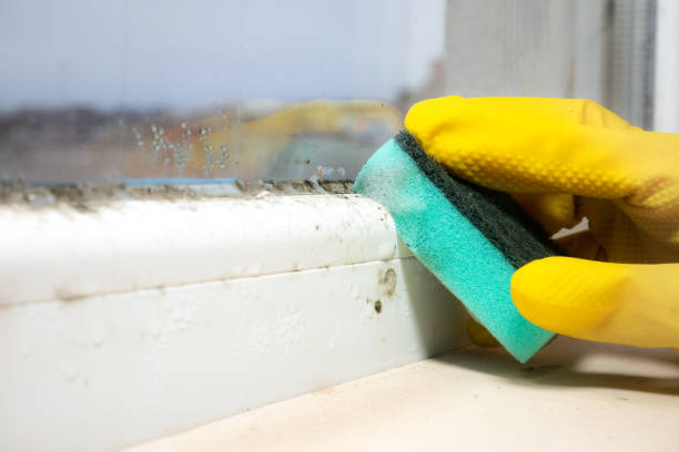 Best Affordable Mold Removal  in Leesburg, VA
