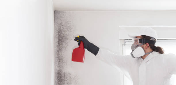 Best Emergency Mold Removal  in Leesburg, VA