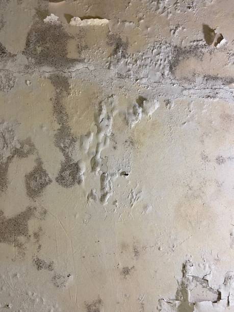 Best Office Mold Removal Services  in Leesburg, VA